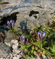 Produktbild: Kreuzenzian - Gentiana cruciata