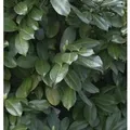 Produktbild: Hochstamm Lorbeerkirsche Etna 100-125cm - Prunus,aurocerasus
