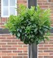 Produktbild: Hochstamm Lorbeerkirsche Etna® 100-125cm - Prunus laurocerasus