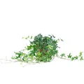Produktbild: Gemeiner Efeu grün - pflegeleichte Zimmerpflanze, Hedera helix - Höhe ca. 20 cm, Topf-Ø 13 cm