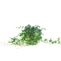 Produktbild: Gemeiner Efeu grün - Hedera helix - Höhe ca. 20 cm, Topf-Ø 13 cm