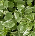 Produktbild: Weißer Giersch - Aegopodium podagraria