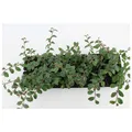 Produktbild: Cotoneaster dammeri 'Radicans', Teppichmispel, immergrün, ca. 9x9 cm Topf