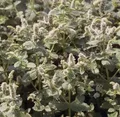 Produktbild: Rundblättrige Minze - Mentha rotundifolia