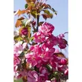 Produktbild: Malus Rudolph Zierapfel Rosa Blüten 80–100 cm