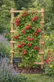 Produktbild: Himbeere Rubus idaeus 'Ottawa' 60–70 cm Herbsthimbeere – winterhart, ertragreiche Beerenpflanze, süße aromatische Früchte für Garten & Kübel