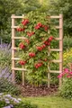 Produktbild: Himbeere Rubus idaeus ‘Ottawa’ 60–70 cm – Herbst-Himbeere im Topf, winterhart, aromatische Früchte, ertragreich, ideal für Garten & Balkon