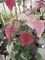 Produktbild: Cercis canadensis Carolina Sweetheart - Kanadischer Judasbaum - 100-125cm
