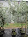 Produktbild: Hängende Wildbirne - Weidenblättrige Hänge-Birne - Pyrus salicifolia Pendula - 100-150cm