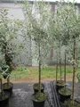 Produktbild: Weidenblättrige - Hängende Wildbirne - Pyrus salicifolia Pendula - 100-150cm