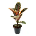 Produktbild: Exotenherz Rotbunter Gummibaum - Ficus elastica 