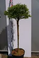 Produktbild: Cryptomeria japonica Little Diamond - japanische Sicheltanne Little Diamond