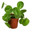 Produktbild: Dehner Glückstaler Mojito, Pilea peperomioides, Pflanzen-Rarität, ca. 15 cm, Ø Topf 13 cm, Zimmerpflanze