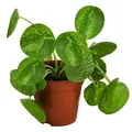 Produktbild: Glückstaler Mojito Pilea peperomioides Rarität ca. 15 cm Ø Topf 13 cm, Dehner