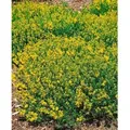 Produktbild: Genista Tinctoria Färberginster Plena 20-30 cm