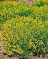 Produktbild: Genista tinctoria 'Plena' 20–30 cm – Winterhart, Mehrjährig, Pflegeleicht – Färber-Ginster – Zierstrauch für Beet & Steingarten