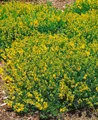 Produktbild: Pflanzen für Dich Gehölze Genista tinctoria Plena, 1 St., Färber-Ginster, Färberginster