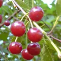 Produktbild: Sauerkirschenbaum Annabell reichtragreiche Sorte Buschbaum 100-120 cm 7,5 L Topf wurzelecht