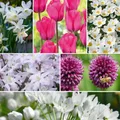 Produktbild: Plant in a Box - Bulb Garden Pink - 125x Zwiebeln Mischung - Narzisse, Allium, Korkus, Tulpe - Blumenzwiebeln für Garten, Terasse oder Balkon