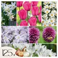 Produktbild: 125 Blumenzwiebelmischung Allium Narcissus Muscari Tulipa 10cm Blumenzwiebeln