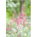 Produktbild: Astilbe Glaberrima Sprite Prachtspiere Ca. 9x9 cm Topf