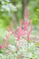 Produktbild: Astilbe glaberrima 'Sprite', Zwerg-Prachtspiere, rosa, ca. 9x9 cm Topf