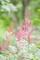 Produktbild: Pflanzen für Dich Staude Astilbe glaberrima Sprite, 1 St., Astilbe, Prachtspiere
