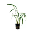 Produktbild: Aquaone Wasserpflanze Terrarium Pflanze Ophiopogon gigantea Topf Nr.405T