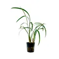 Produktbild: Terrarium Pflanze Ophiopogon gigantea Paludarium Regenwald Pflanzen AquaOne 405T