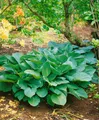 Produktbild: Hosta sieboldiana 'Big Daddy', Blaublatt-Funkie, ca. 11x11 cm Topf