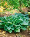Produktbild: Hosta sieboldiana 'Big Daddy' 11x11 cm Topf – Winterhart & Mehrjährig & Pflegeleicht – Blaublatt-Funkie – Staude für Schattenbeet & Kübel