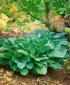 Produktbild: Pflanzen für Dich Staude Hosta sieboldiana Big Daddy, 1 St., Funkie, Herzblattlilie