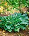 Produktbild: Hosta sieboldiana 'Big Daddy', Blaublatt-Funkie, ca. 11x11 cm Topf