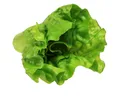 Produktbild: Kunstpflanze Kopfsalat Künstlicher Salat Lebensmittelattrappe Deko Ø12cm, Viana, Höhe 13 cm
