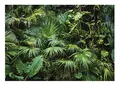 Produktbild: WallArena - Vlies Fototapete Wald Tropical Dschungel Grün Natur Pflanzen Blätter 208x146 cm - Fototapeten - Tapeten für Wohnzimmer Schlafzimmer Vliestapete Wandtapete Tapete 3D Effekt- inkl. Kleister