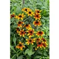 Produktbild: Rudbeckia Triloba Prairie Glow Dreilappiger Sonnenhut Ca. 11x11 cm Topf
