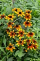 Produktbild: Rudbeckia triloba 'Prairie Glow', gelb-orange, ca. 11x11 cm Topf