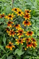 Produktbild: Pflanzen für Dich Staude Rudbeckia tril. Prairie Glow, 1 St., Dreilappiger Sonnenhut, Prärie-Sonnenhut
