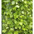 Produktbild: Gelbe Säulen Buche 80-100cm - Fagus sylvatica