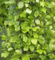 Produktbild: Gelbe Säulen Buche 80-100cm - Fagus sylvatica