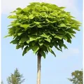 Produktbild: Hochstamm Trompetenbaum 80-100cm - Catalpa bignonioides