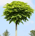 Produktbild: Hochstamm Trompetenbaum 80-100cm - Catalpa bignonioides - lebende Gartenpflanze aus den Baumschulen