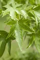 Produktbild: Liquidambar styraciflua 40–60 cm – Winterhart, Mehrjährig, Pflegeleicht – Amerikanischer Amberbaum – Zierbaum für Garten & Einzelstellung
