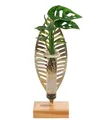 Produktbild: Dehner Waterplant Fensterblatt Verona, Monstera adansonii, Wasserpflanze im Reagenzglas, Ø 3 cm, Höhe 25 cm, Zimmerpflanze
