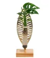 Produktbild: Wasserpflanze Fensterblatt Zimmerpflanze im Reagenzglas Ø 3 cm Höhe 25cm, Dehner