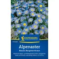 Produktbild: Kiepenkerl Alpenastersamen Blaues Bergsteinkraut Aster alpinus 30 Pflanzen