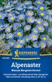 Produktbild: Kiepenkerl Alpenastersamen Blaues Bergsteinkraut 1014080 - Blumensamen für eine heimische Alpen- und Wildstaude mit Inhalt für 30 Pflanzen - Saatgut