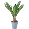 Produktbild: Palmfarn 6+ Wedel - pflegeleichte Zimmerpflanze, Cycas revoluta - Höhe ca. 25 cm, Topf-Ø 12 cm