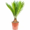 Produktbild: Palmfarn 6+ Wedel - Cycas revoluta - Höhe ca. 25 cm, Topf-Ø 12 cm