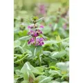 Produktbild: Lamium Maculatum Chequers Gefleckte Taubnessel Rosa Ca. 9x9 cm Topf